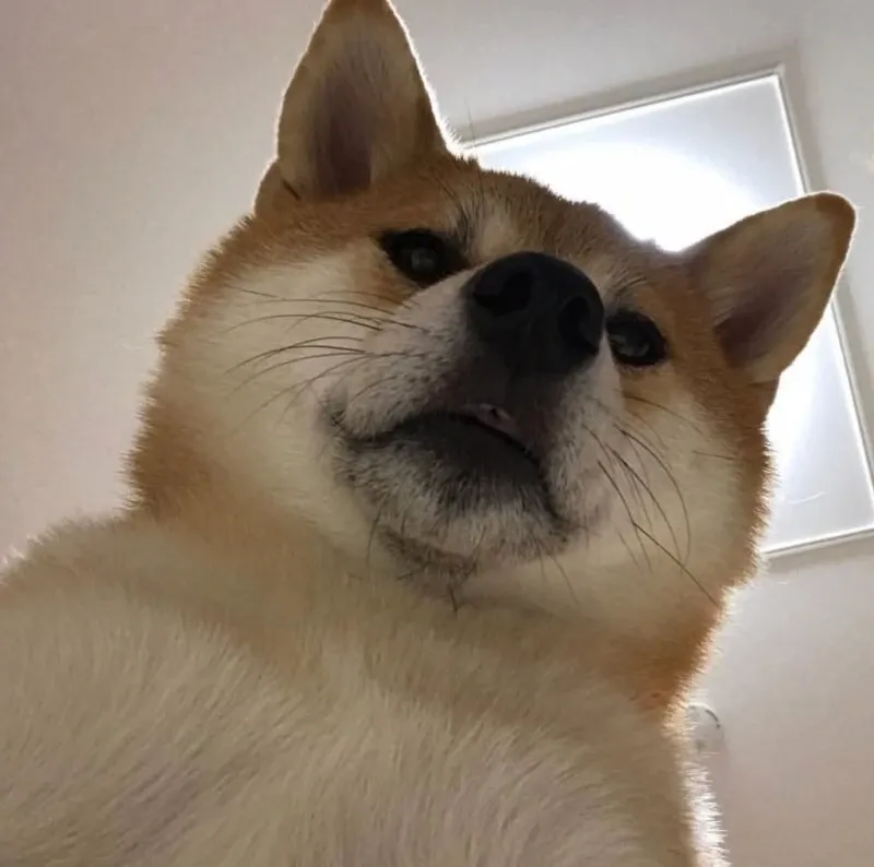 Shiba meme 03