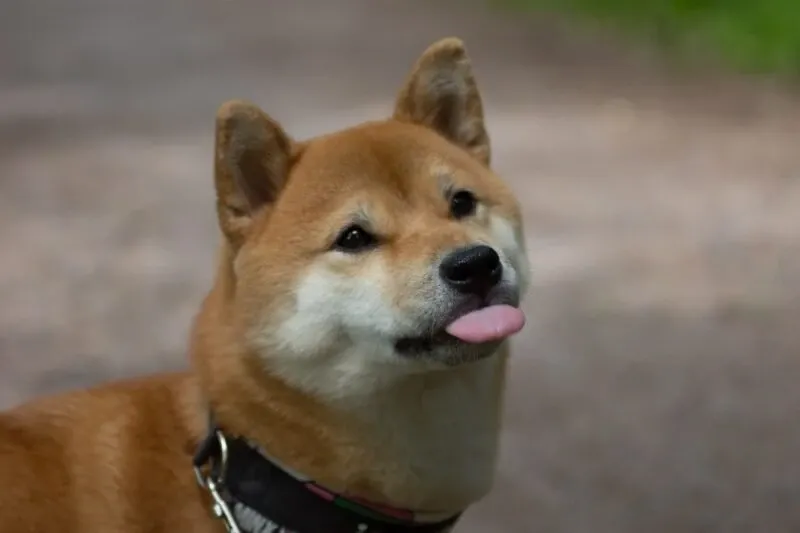 Shiba meme 05