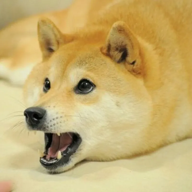 Shiba meme 06