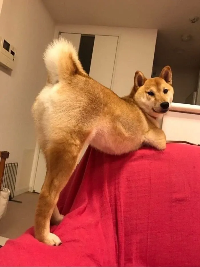 Shiba meme 07