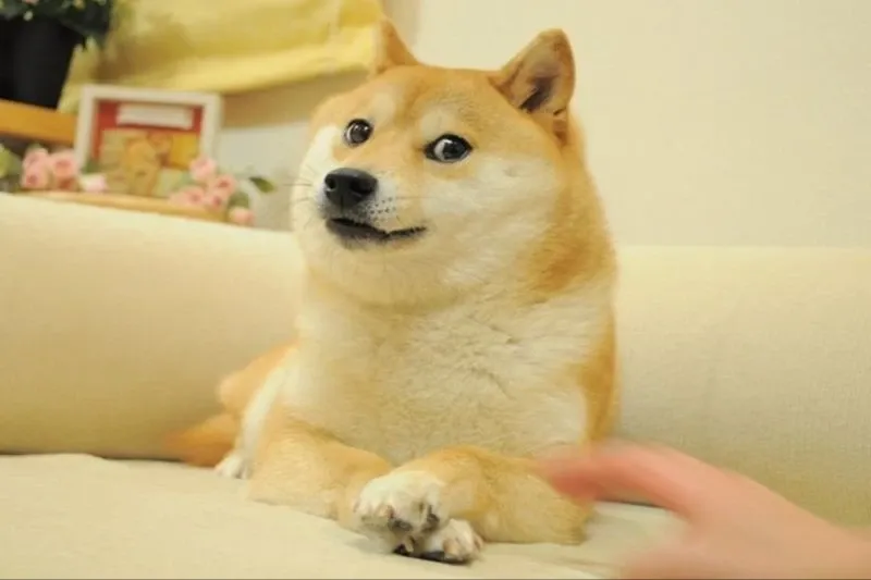 Shiba meme 10