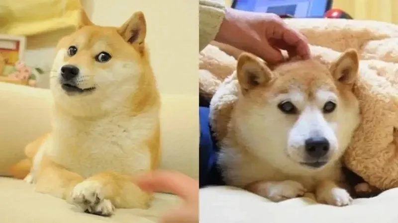 Shiba meme 13