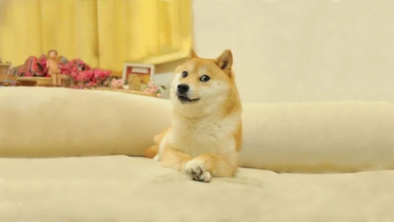 Shiba meme 14