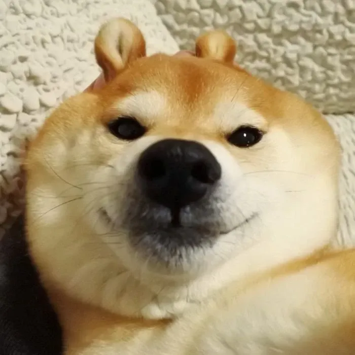 Shiba meme 16