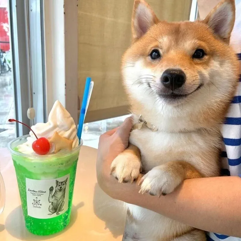 Shiba meme 26