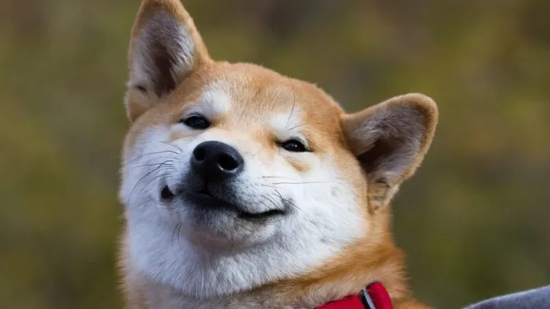 Shiba meme 27