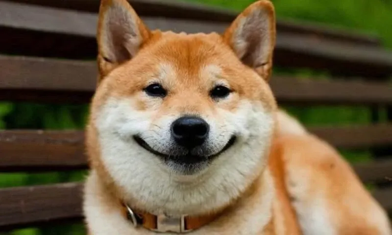 Shiba meme 28