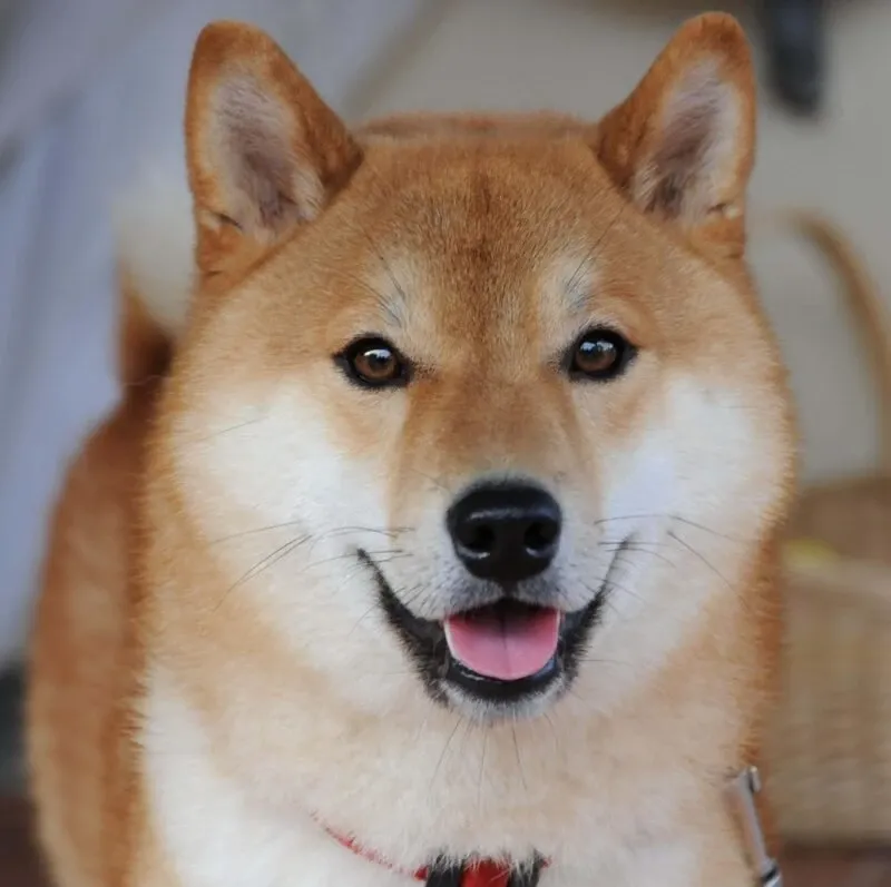 Shiba meme 29