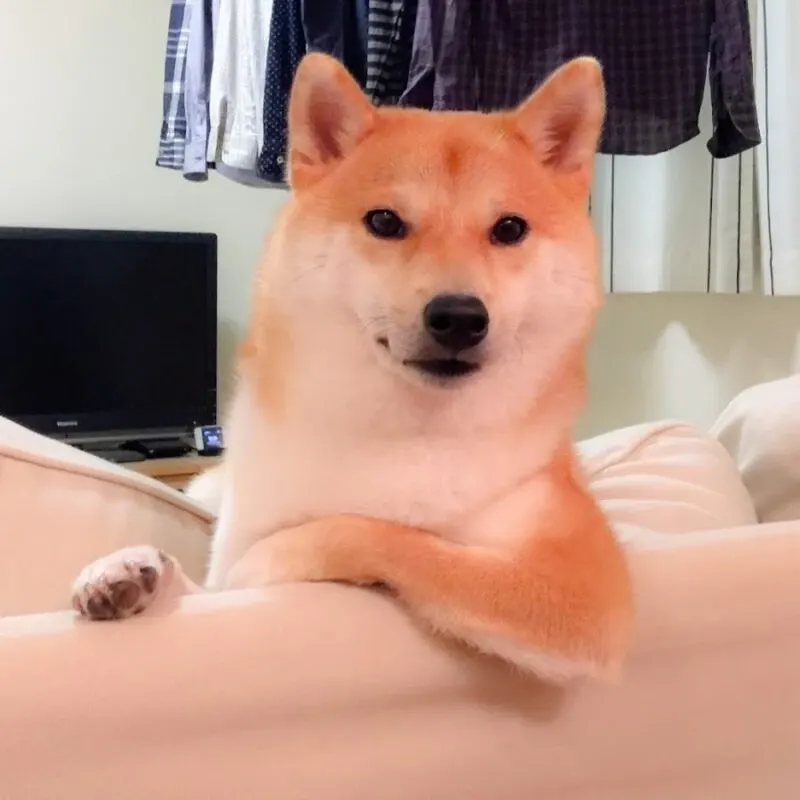 Shiba meme 41