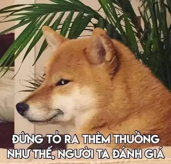 Shiba meme 45